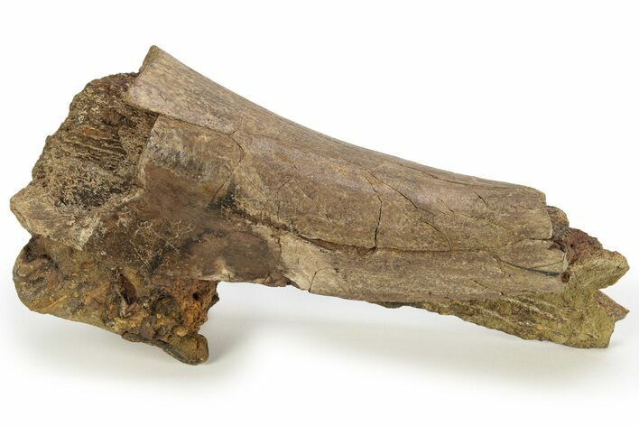 Partial Hadrosaur (Edmontosaurus) Mandible - Wyoming #227491